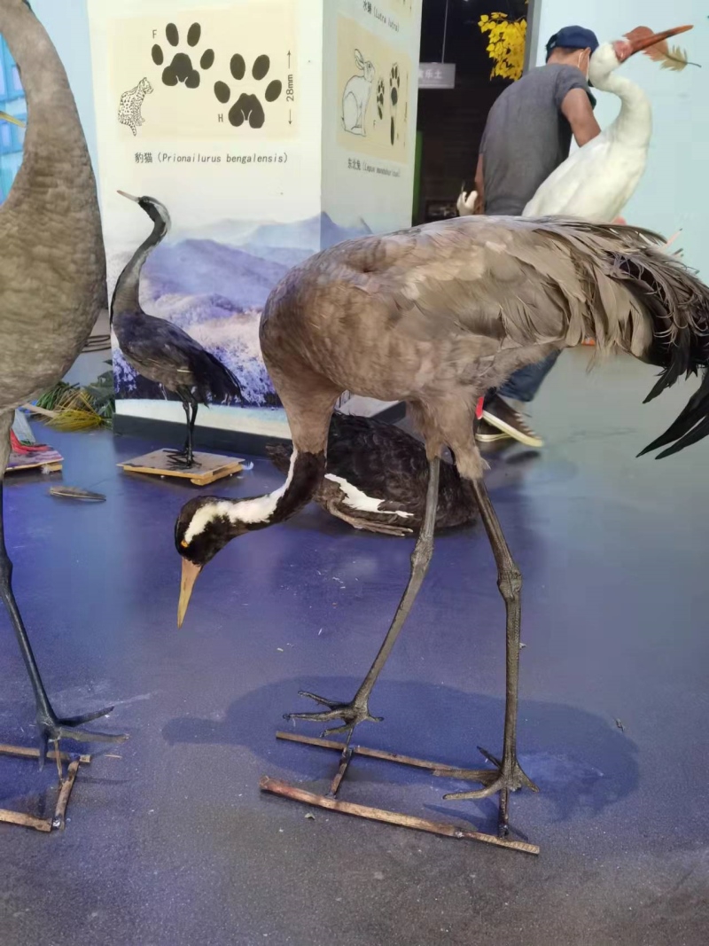 仿真灰鹤